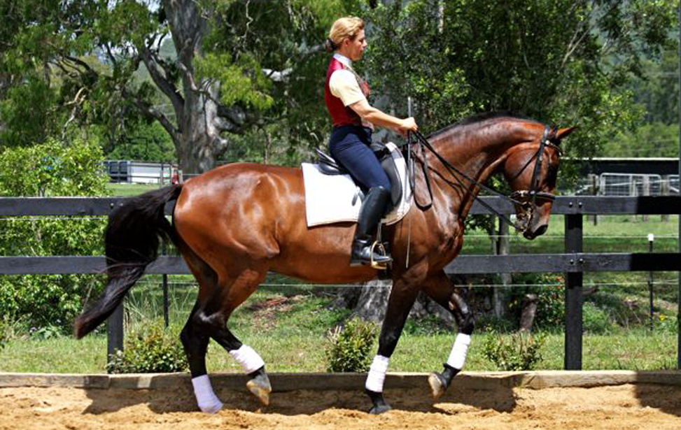 Linda Treur Horse training 2